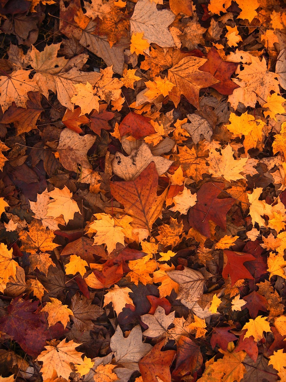 Se préparer à l'automne en douceur